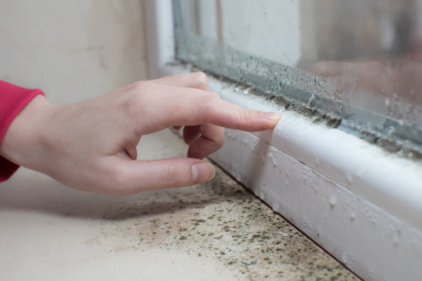 Best Mold Documentation for Insurance Claims  in Arapahoe, WY